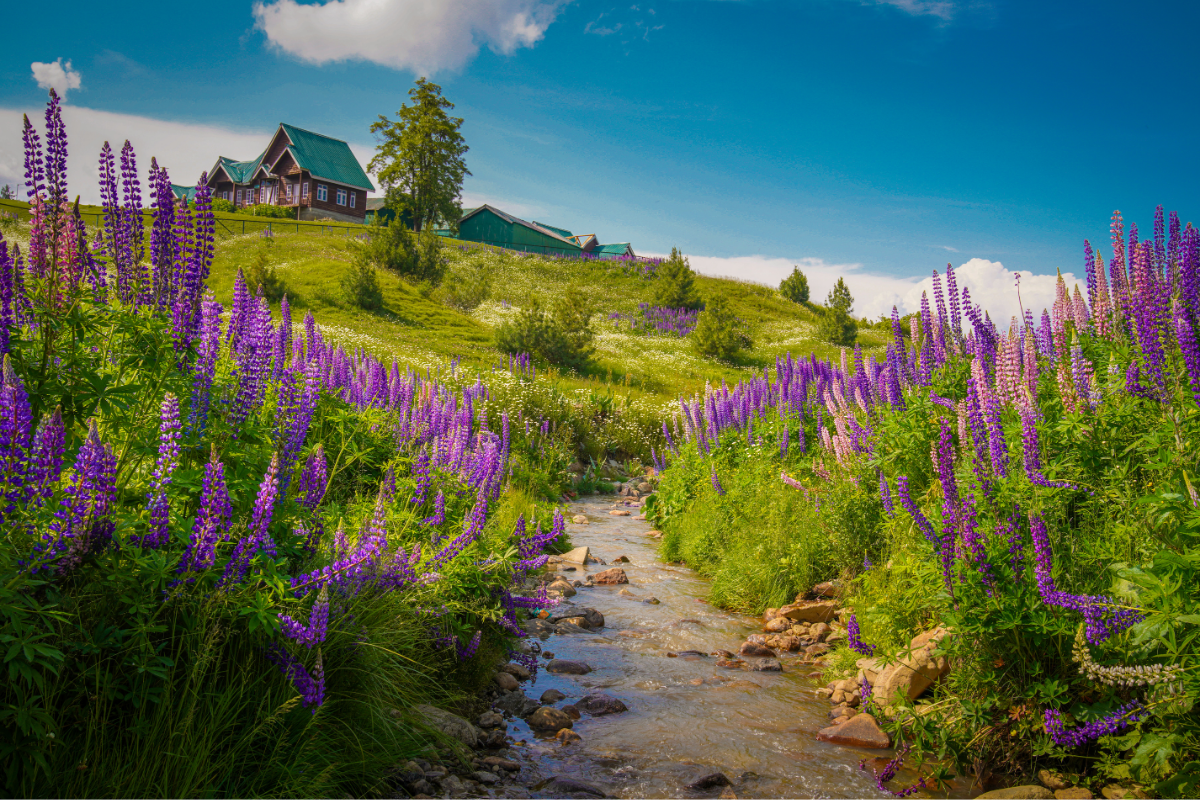 Sonmarg Meadows